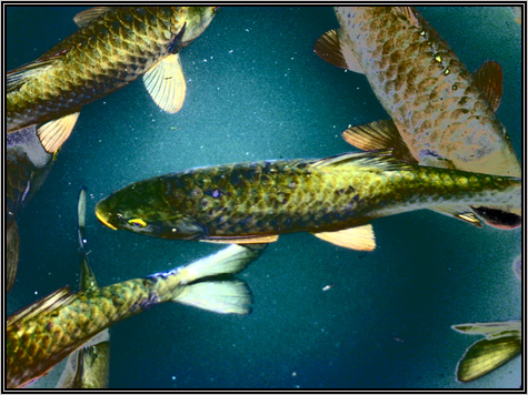 mutant fish ...