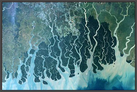 A satellite image of southeastern India ... this is the largest remaining mangrove forrest in the world ... picture credits - NASA, Jesse Allen, Earth Observatory ... A satellite image of southeastern India ... this is the largest remaining mangrove forrest in the world ... picture credits - NASA, Jesse Allen, Earth Observatory ...