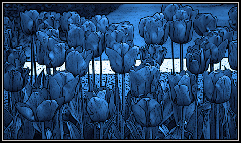 Love tulips ... original photo taken by SFC Darrin Domko in France ... April 2007 ... 