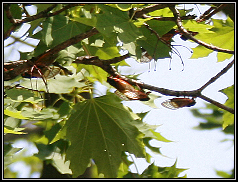 ... and just becuz they are exceptionally annoying today ... I bring you the 17 year cicada from my kitchen window ... June 7, 2007 ... ... and just becuz they are exceptionally annoying today ... I bring you the 17 year cicada from my kitchen window ... June 7, 2007 ...