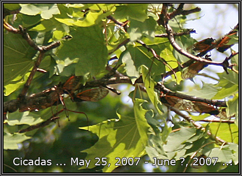 ... and just becuz they are exceptionally annoying today ... I bring you the 17 year cicada from my kitchen window ... June 7, 2007 ... ... and just becuz they are exceptionally annoying today ... I bring you the 17 year cicada from my kitchen window ... June 7, 2007 ...