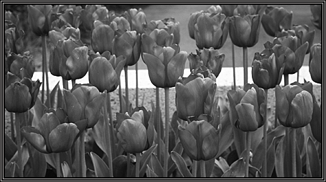 Love tulips ... April 2007 ... Normandy France ...  