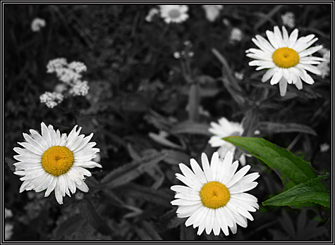 July 2007 ... original photograph courtesy of The Domkos ... July 2007 ... original photograph courtesy of The Domkos ...