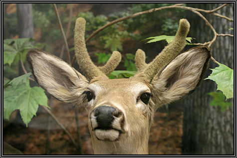 And this is the wildlife ... along with a bobcat, beaver and snake ... October 7, 2007 ... And this is the wildlife ... along with a bobcat, beaver and snake ... October 7, 2007 ...