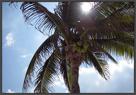 November 4, 2007 ... tanning on the beach ... November 4, 2007 ... tanning on the beach ...