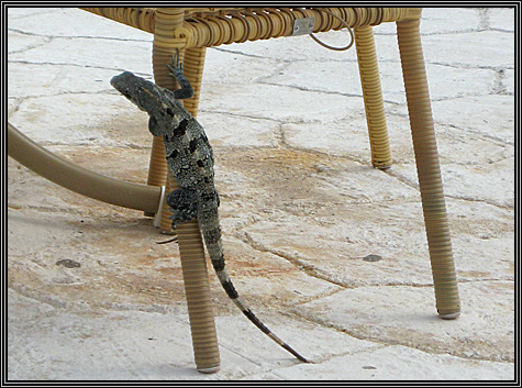 This guy came running at me after we had been sitting on the terrace for awhile and Sue had told me that they bite ... I screamed ... Sue screamed ... Laura laughed cuz she saw him coming ... terrace cafe by the ruins ... November 9, 2007 ...