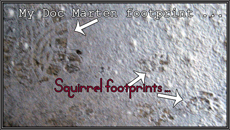 Squirrel footprints heading out the door ... November 30, 2007 ... 