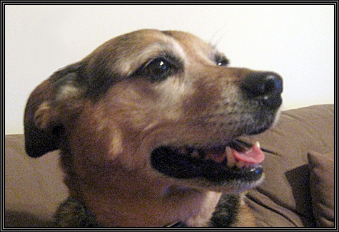 Cleo ... January 19, 2008 ... 