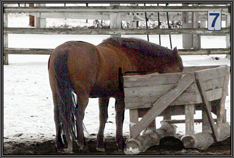 December 30, 2007 ... Carissa visits the place where she is going to take riding lessons ... December 30, 2007 ... Carissa visits the place where she is going to take riding lessons ...