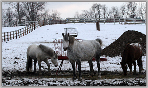 December 30, 2007 ... Carissa visits the place where she is going to take riding lessons ... December 30, 2007 ... Carissa visits the place where she is going to take riding lessons ...