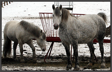 December 30, 2007 ... Carissa visits the place where she is going to take riding lessons ... December 30, 2007 ... Carissa visits the place where she is going to take riding lessons ...
