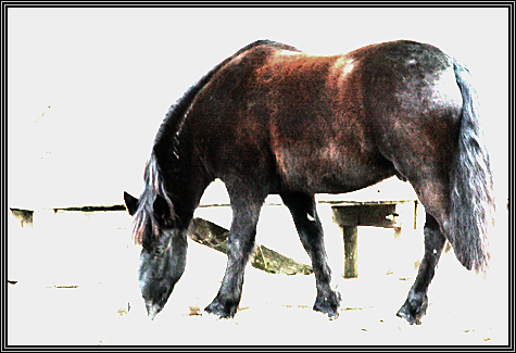 December 30, 2007 ... Carissa visits the place where she is going to take riding lessons ... December 30, 2007 ... Carissa visits the place where she is going to take riding lessons ...