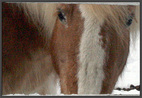 December 30, 2007 ... Carissa visits the place where she is going to take riding lessons ... December 30, 2007 ... Carissa visits the place where she is going to take riding lessons ...