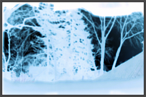 The view out my kitchen window ... it's COLD and SNOWY ... 12:10AM ... January 30, 2008 ... The view out my kitchen window ... it's COLD and SNOWY ... 12:10AM ... January 30, 2008 ...