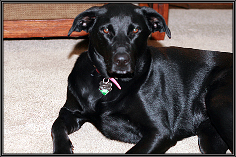 Shelby ... February 2, 2008 ... Shelby ... February 2, 2008 ...
