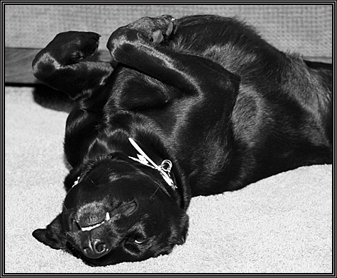 Shelby ... February 3, 2008 ...