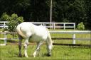Mommy horse ... Danada ... June 22, 2008 ...