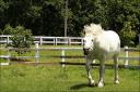 Mommy horse ... Danada ... June 22, 2008 ...