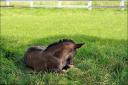 Baby horse ... Danada ... June 22, 2008 ...