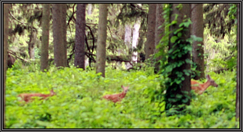 We saw a mommy and 2 baby dear as we were leaving ... Morton Arboretum ... June 29, 2008 ...