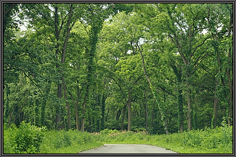 June 29, 2008 ... more pictures from the Morton Arboretum ... June 29, 2008 ... more pictures from the Morton Arboretum ...