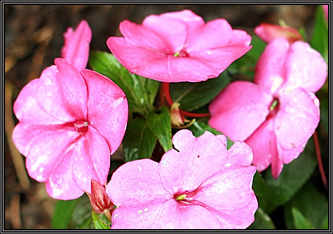 A flower from the smelling garden ... Morton Arboretum ... June 29, 2008 ... 