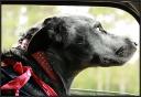 Shelby was a naughty  girl on the way to camp ... July 19, 2008 ...