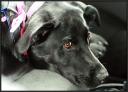 Shelby was a naughty  girl on the way to camp ... July 19, 2008 ...