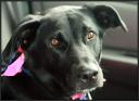 Shelby was a naughty  girl on the way to camp ... July 19, 2008 ...