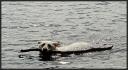 The next morning down at the dock ... Lacy would fetch a stick out of the water ... good doggie ... Camp Nawakwa ...