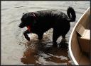 The next morning down at the dock ... Shelby ... the resident chicken ... Camp Nawakwa ...