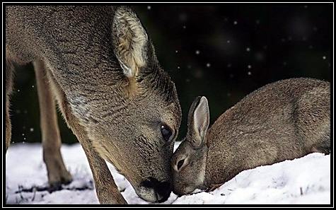 One of the pictures I rcvd in e-mail today. Aren't they cute ... thanx Lynn ... One of the pictures I rcvd in e-mail today. Aren't they cute ... thanx Lynn ...