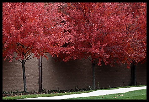 Lovely changing season ... November 1, 2008 ...
