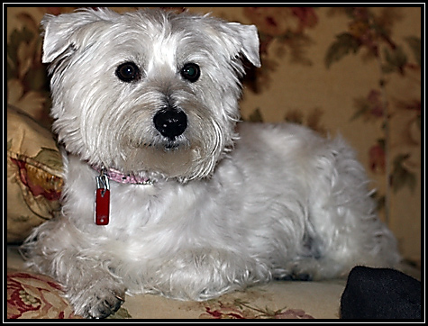 Nellie ... Thanksgiving 2008 ...