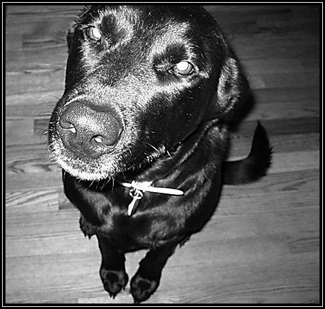 Scary Shelby ... cool picture taken by Sue ... today... Scary Shelby ... cool picture taken by Sue ... today...