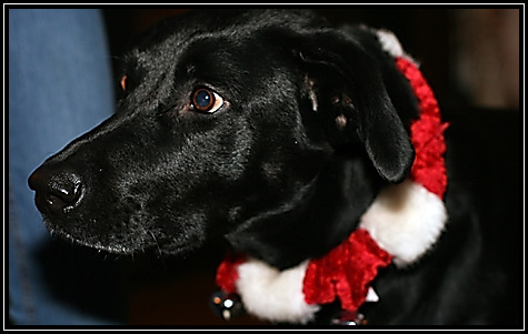 Shelby ... December 31,2008 ...